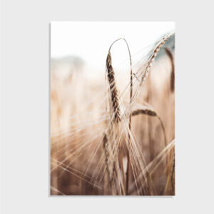 Natur nr 62