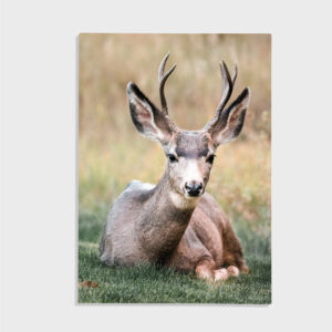 Natur nr 155